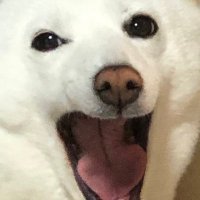 いぬ@シーシャレント (@inu3_lento) 's Twitter Profile