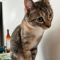 Skeptical Tamara (@skepticaltamara) 's Twitter Profile