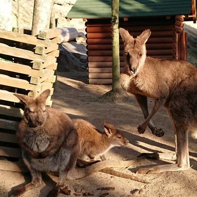 アニメ、アプリゲーム大好き。2次元最高✨
温泉に浸かったり、映画館で好きな映画鑑賞するのが生きがいです❤‍🔥
マーモットから目が離せなくなってしまった…。