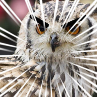 sue_owl's profile picture. 都内在住でフリーのゲームデザイナーなんかやってます。ついろぐ：https://t.co/lrB9cFQ5CQ