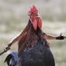 Sugar🐓 (@sugar_fn_) Twitter profile photo Sugar🐓 (@sugar_fn_) Twitter profile photo
