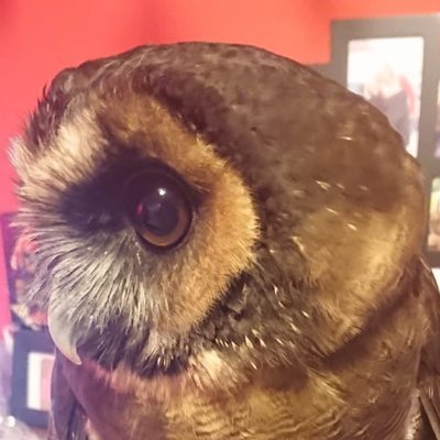 Gaming, animals and streaming on my Twitch channel NerdyBirdGames. 📺 I will fight for support of people who need it.