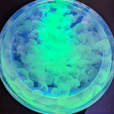 none_nmsi7's profile picture. 主に電音部🍢とその周辺
🎮️🌊🦇🔮🍑💙👓️
お絵描き練習中🔰

ｽﾊﾟﾑ用【天安門】