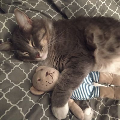 elshajam's profile picture. si me muero y no te lo he dicho: escucha a Owen Pallet, Beirut y Ozelot