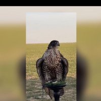 حمود السبيعي الحجيلان (@hamouud41) 's Twitter Profile