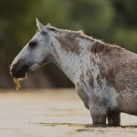 Horse Whisperer (@atseverr) Twitter profile photo