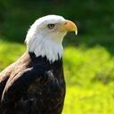 Savannah_Eagle - @Savannah_Eagle - Twitter