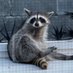 trash panda (@heronfort) Twitter profile photo trash panda (@heronfort) Twitter profile photo