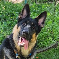 Capt Weasy (@captweasy) 's Twitter Profile