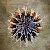 TheaInSTEM (@theainstem) 's Twitter Profile