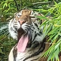 Chris Wright (@chriswelshboy) 's Twitter Profile