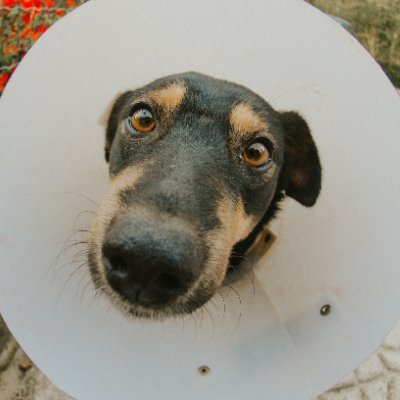 lésbica sapatão fanchona caminhoneira eu gosto de botar a aranha pra brigar