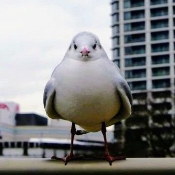 kotatsuwriter's profile picture. てて親