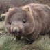 Wombats (@wackywombats) Twitter profile photo Wombats (@wackywombats) Twitter profile photo