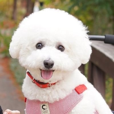 📸👧🐾(ビションフリーゼ♀️19.6.)JPEG撮って出し.
無言フォロー失礼します/
https://t.co/WfYFrb6jNv
GFX50SⅡ/D-LUX8