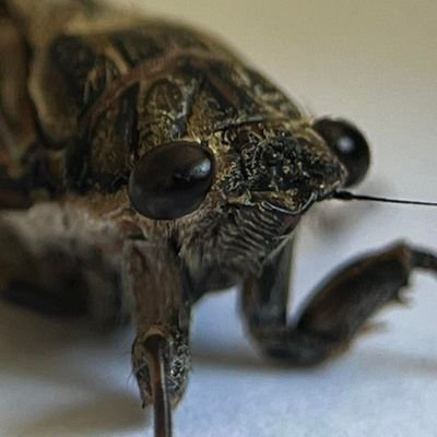 isopodout's profile picture. this account is inactive. i made a lot of mistakes here, and im sorry.