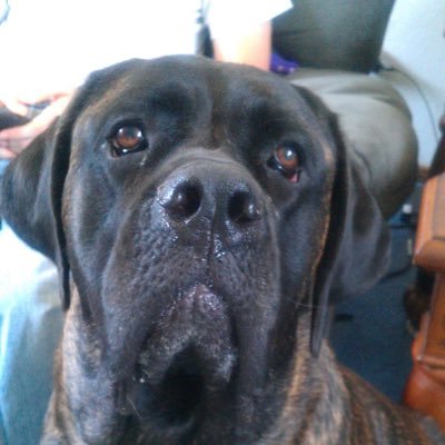 Mastiffs4ever Profile Picture