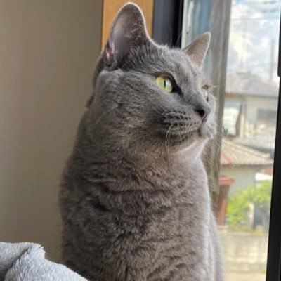 猫水さんのプロフィール画像