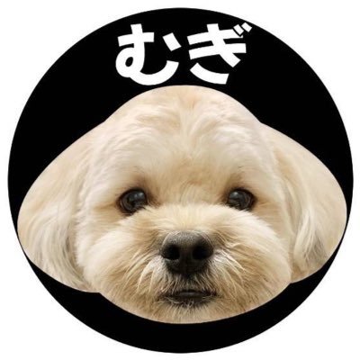 mojamugi0811's profile picture. シーズー×トイプーのミックス🐾シープーのむぎちゃん🐾2021.8.11生まれのおとこのこ👑３歳🍼たまに長老👴🏽無言フォロー失礼します🙇🏼