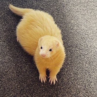 「フェレットはかくれんぼの達人で、いつも予想外の隠れ場所を見つけます。」
“Ferrets are the masters of hide-and-seek, always finding the most unexpected places to hide.”