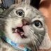 Catalina Perez (@cats_my_beloved) Twitter profile photo Catalina Perez (@cats_my_beloved) Twitter profile photo
