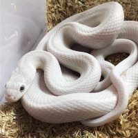 Qulitsnake (@quiltsnake) 's Twitter Profile