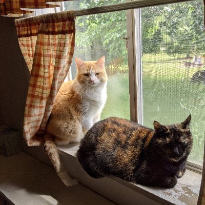 CrimsonTopaz_'s profile picture. Genealogist, Cat Mom, Friend of Bill W, lifelong student of mental health & psychology, and cold cases/true crime.