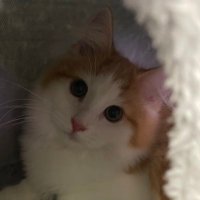 サイベリアンまろんくん🌰 (@chirochanchi) 's Twitter Profile