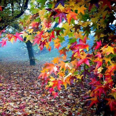 silv_rick_sant_'s profile picture. 