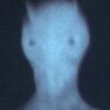 hobbsendzone's profile picture. Tripodic martian arthropod, long deceased.