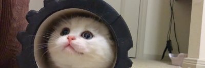 MumLetsGetCat's profile picture. All the reasons you need to get a cat 😺❤ | best of the internet cats