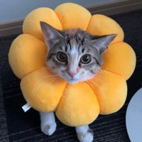 仮想通貨は見た (@eth_gr0up) 's Twitter Profile
