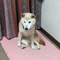 かんちん　タイ語を猛勉強in🇹🇭SRIRACHA (@kanchinsgr310) Twitter profile photo