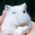おもちメイル🐹 (@ga_male_) Twitter profile photo おもちメイル🐹 (@ga_male_) Twitter profile photo
