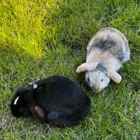 Happy Bun (@charlot93029442) 's Twitter Profile Photo Happy Bun (@charlot93029442) 's Twitter Profile Photo