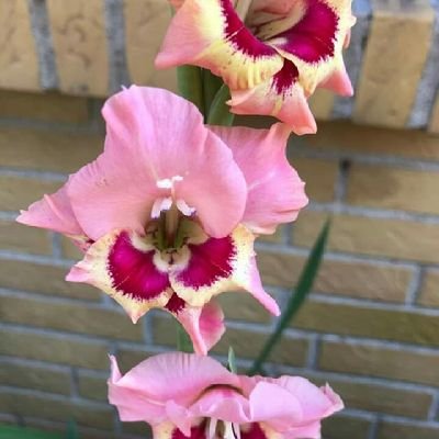 شګفته کړه لکه لمر تندى هرچاته * چي په تګ دي سياپوش تمام جهان شي