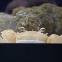 🦀💫 (@nr49e_u) 's Twitter Profile