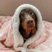 dog with confusing auras (@dog_auras) Twitter profile photo dog with confusing auras (@dog_auras) Twitter profile photo