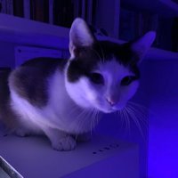 Ayax Alvarado (@ayaxalvarado) 's Twitter Profile