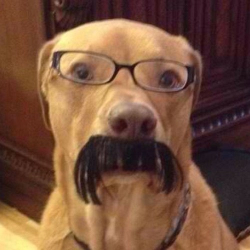 dkuhlmann's profile picture. 