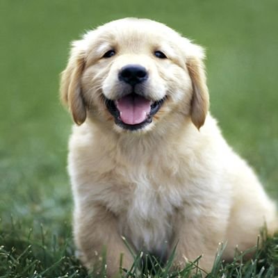 👉 Welcome to @golden_retriever_funny_club
🐕 We share daily #goldenretrieverContents 
🐾 Follow us if you really love Golden Retriever