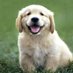 golden_retriever_funny_club (@RetrieverFunny) Twitter profile photo