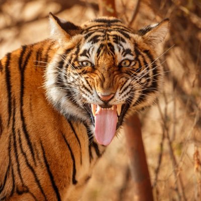 Rare_Tiger9 Profile Picture