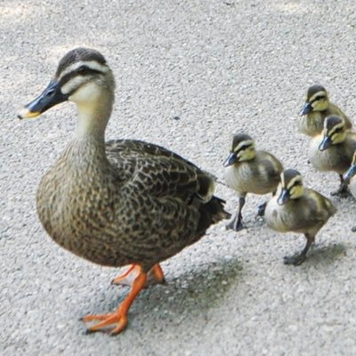 yanbal7781's profile picture. FXやってます。2023年4月からスタート。2024年2月に初の月次プラス！勝つぞ！