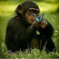 Papallonablava (@papallonab33641) 's Twitter Profile