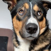 Luna (@luna_the_wuff) 's Twitter Profile