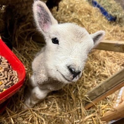 Lambigirl's profile picture. Christian, Shopaholic, Patriot, Adorable Deplorable. My ♥️ is in the Highlands #ohiogirltrappedinmaine