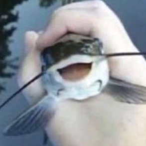 Litporeon's profile picture. Dead account