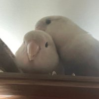 木呆 (@amorphouslin) 's Twitter Profile