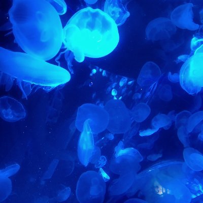 shirokuma46_90's profile picture. 